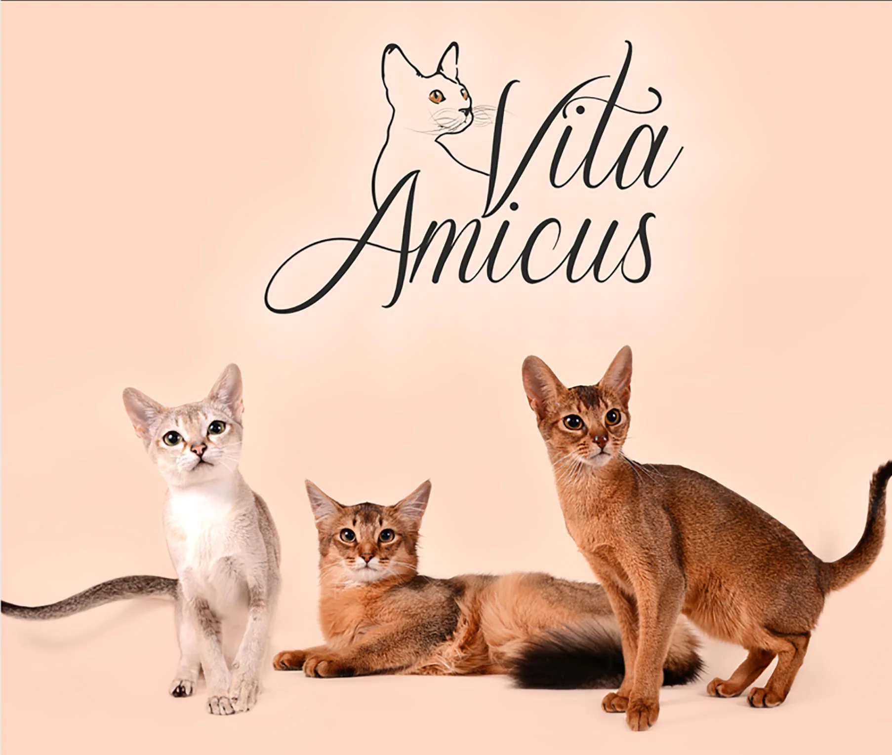 Vita Amicus – Abisinijos, Somalio ir Singapūro kačių veislynas